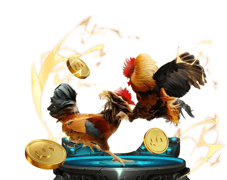 Đá gà Thomo trực tiếp kịch tính